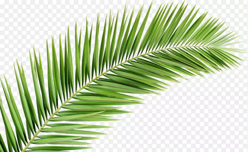 棕榈树，棕榈叶手稿剪辑艺术版税-免费叶