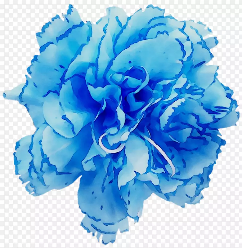 花园玫瑰，蓝玫瑰，卷心菜，玫瑰切花