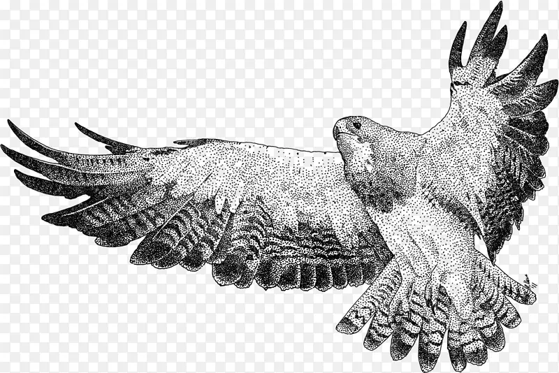 红尾鹰斯文森的鹰画图像-奥本插图