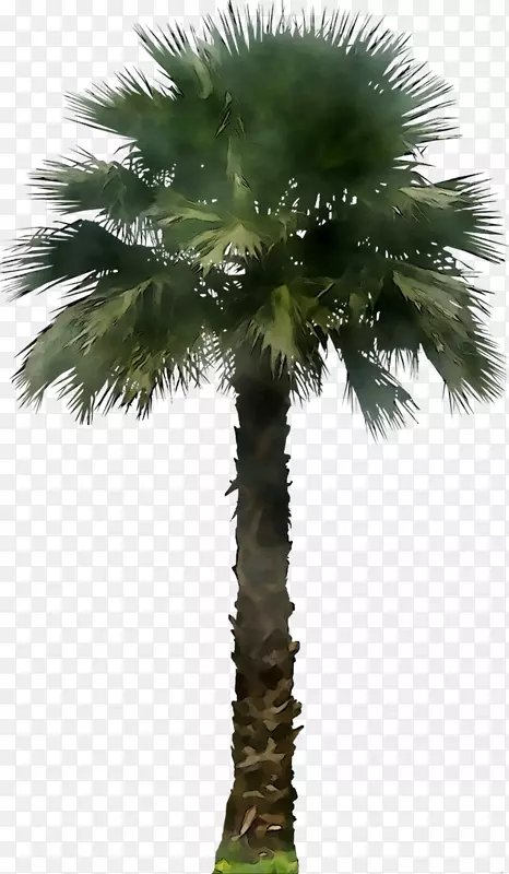 棕榈树剪贴画