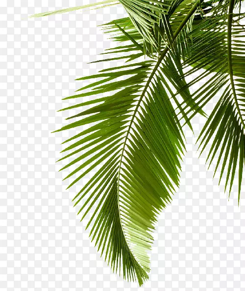 叶棕榈树图像灌木png图片.叶