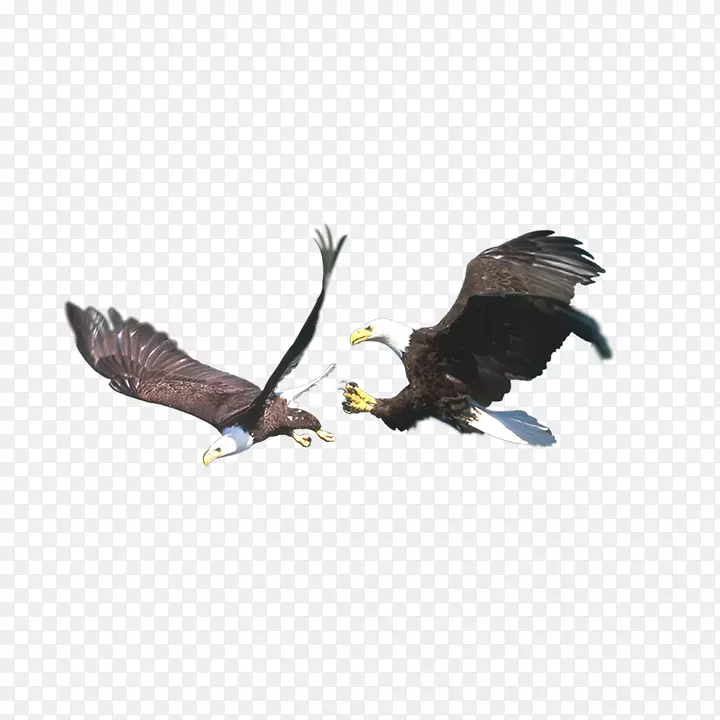 秃鹰鸟png图片剪辑艺术图片-鸟