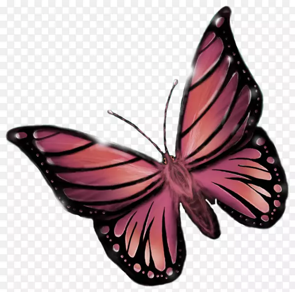 帝王蝶，毛茸茸的蝴蝶，蝴蝶