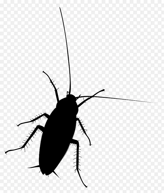 蟑螂甲虫夹艺术膜昆虫