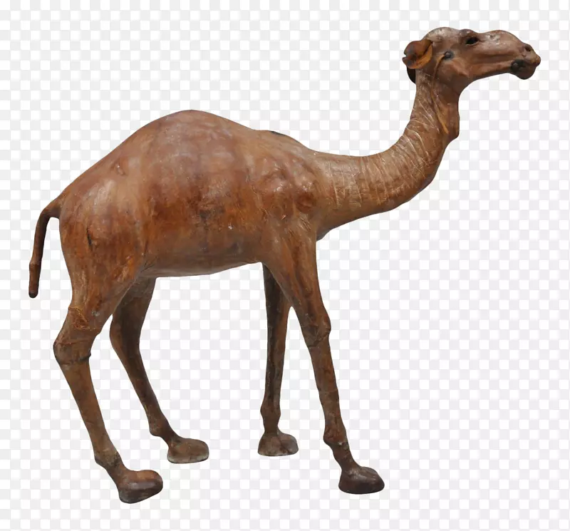 卡弗雷陆生动物骆驼的垂向金字塔