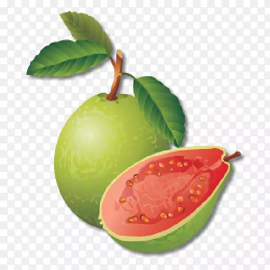 图形番石榴免版税插画艺术-guave ecommerce
