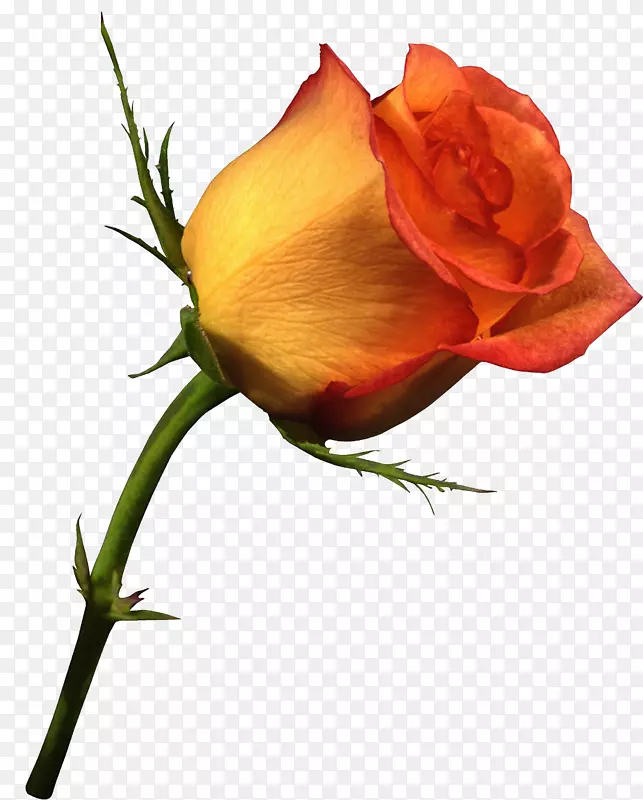 png图片玫瑰花夹艺术橙色玫瑰