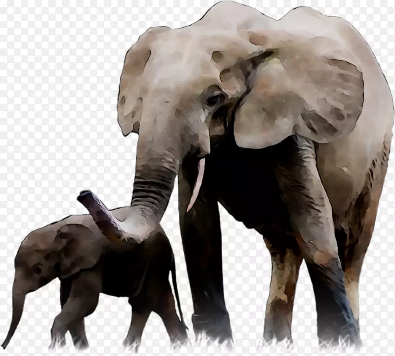 印度象非洲大象协会索兰和法国象牙