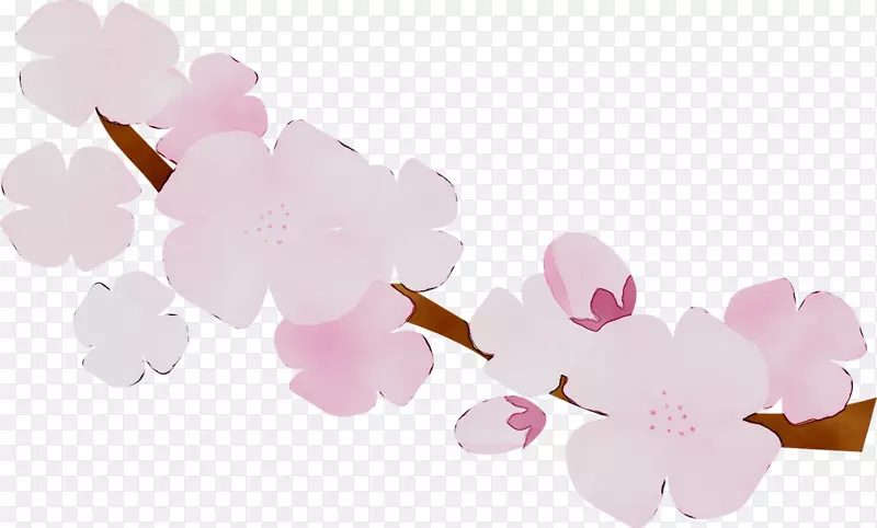 圣au.150分钟v.unc.nr和粉红色的樱花樱桃