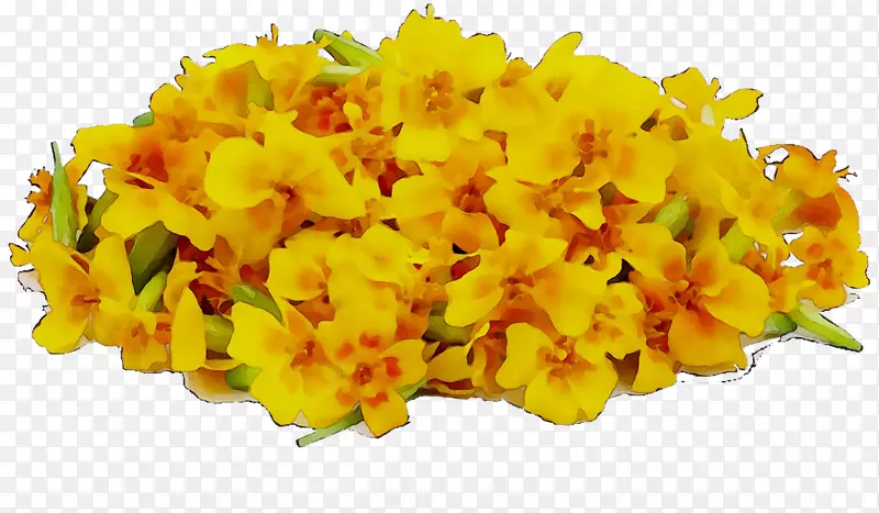 印加百合花