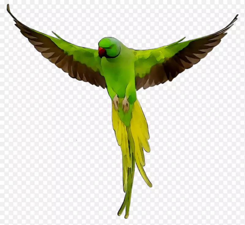 新几内亚鹦鹉