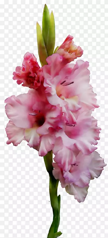 唐菖蒲切花，植物茎，草本植物，粉红色m