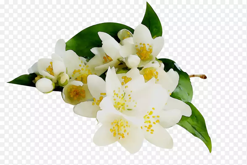 白色茉莉花精油灌木香尼泊尔调频