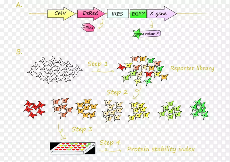 绿色荧光蛋白dsred融合蛋白研究-磨损框架