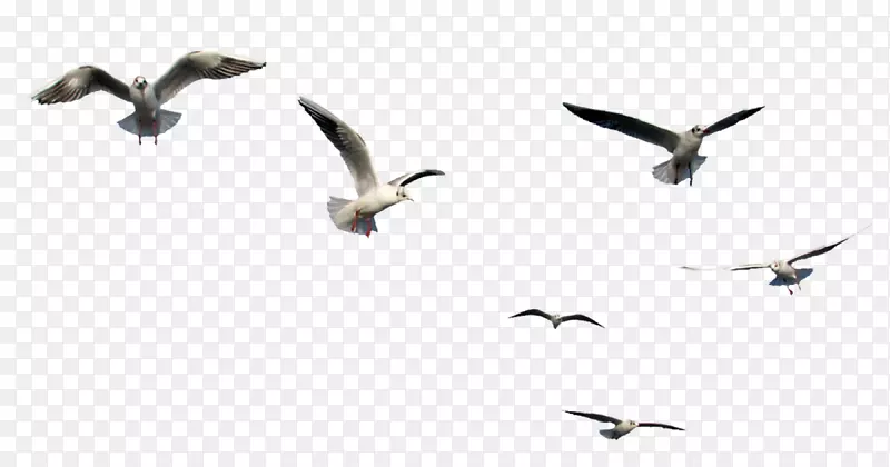 鸟类剪贴画png图片飞行图像-鸟