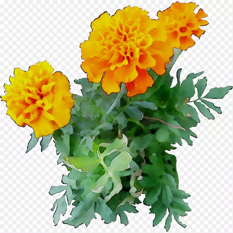 菊花，英国万寿菊，黄色切花，一年生植物