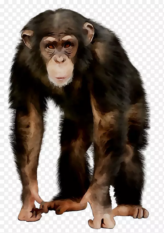 普通黑猩猩猿猴乔丹形象