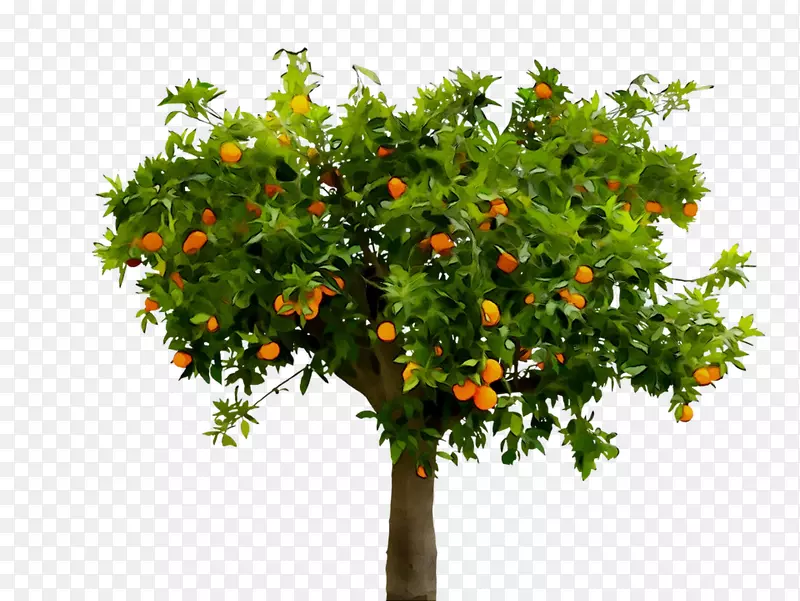 柑橘果树故事