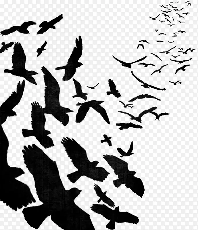 鸟群图片-索纳标志