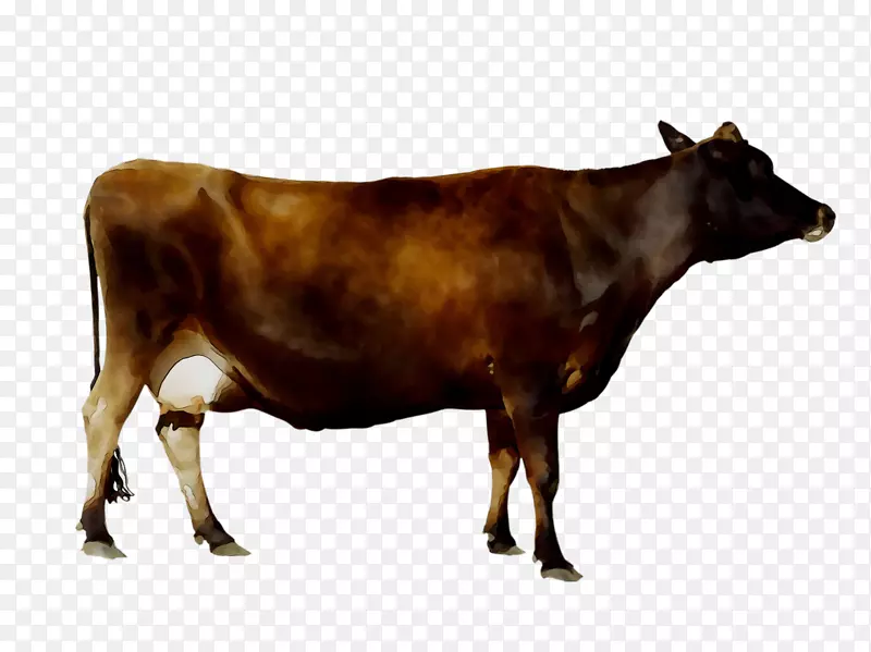 奶牛牛磺酸牛可伸缩图形