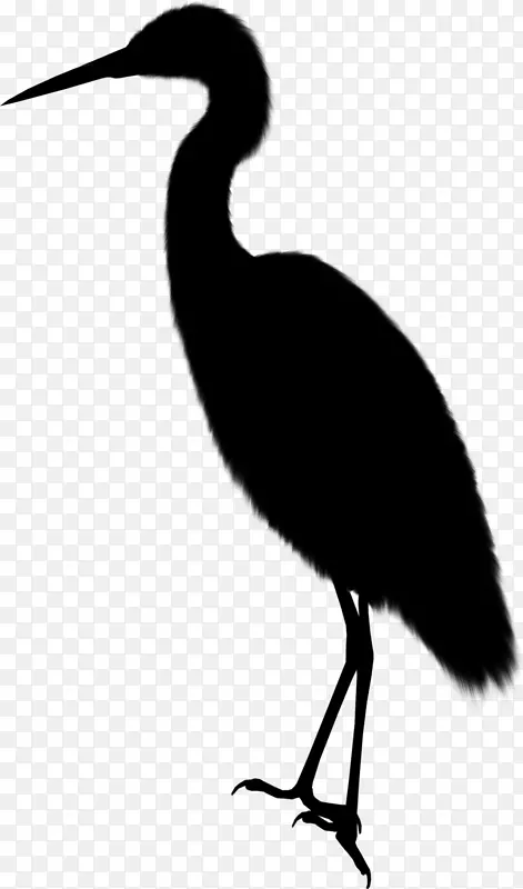 伊比斯水鸟喙鹳