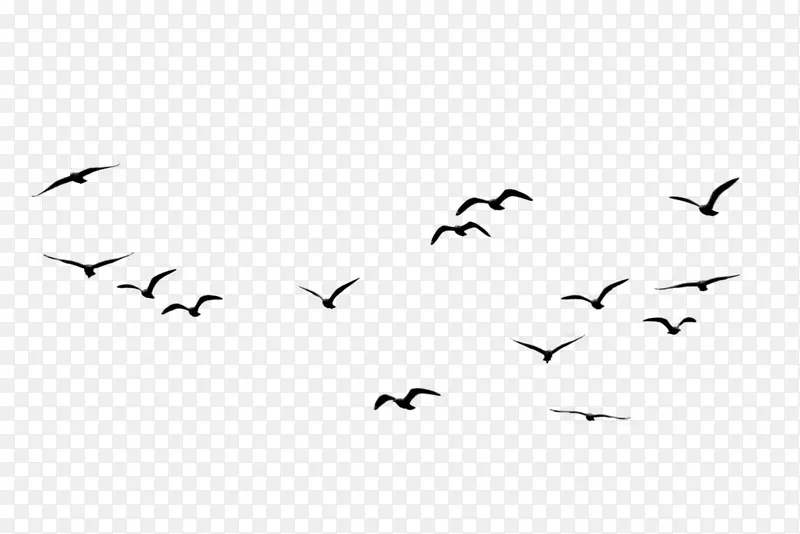 鸟类迁徙乌鸦天鹅