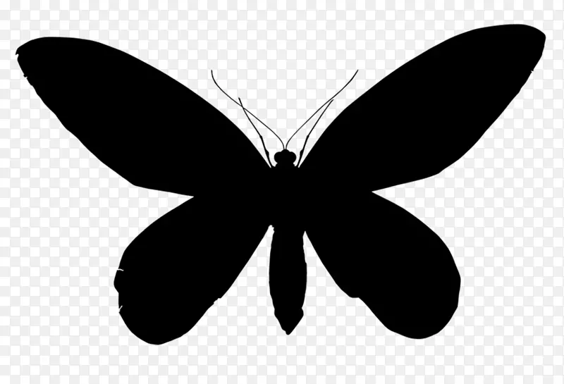 帝王蝴蝶，毛茸茸的蝴蝶，飞蛾对称