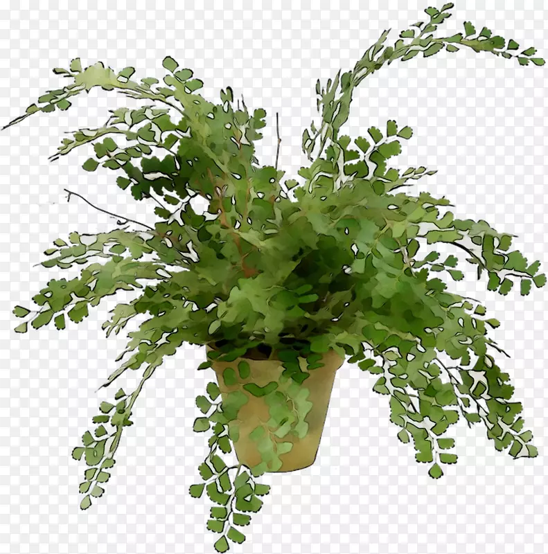 蕨菜，绿叶，植物茎，草本植物