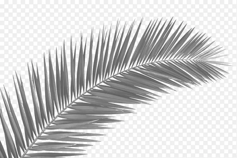 棕榈树，棕榈叶手稿，剪贴画