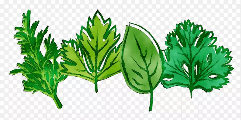 绿叶草植物茎