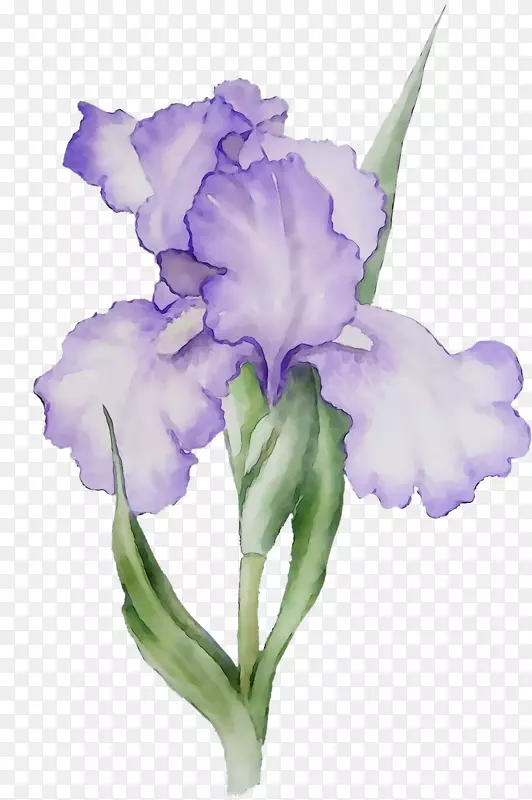 奥里斯根紫罗兰茎植物