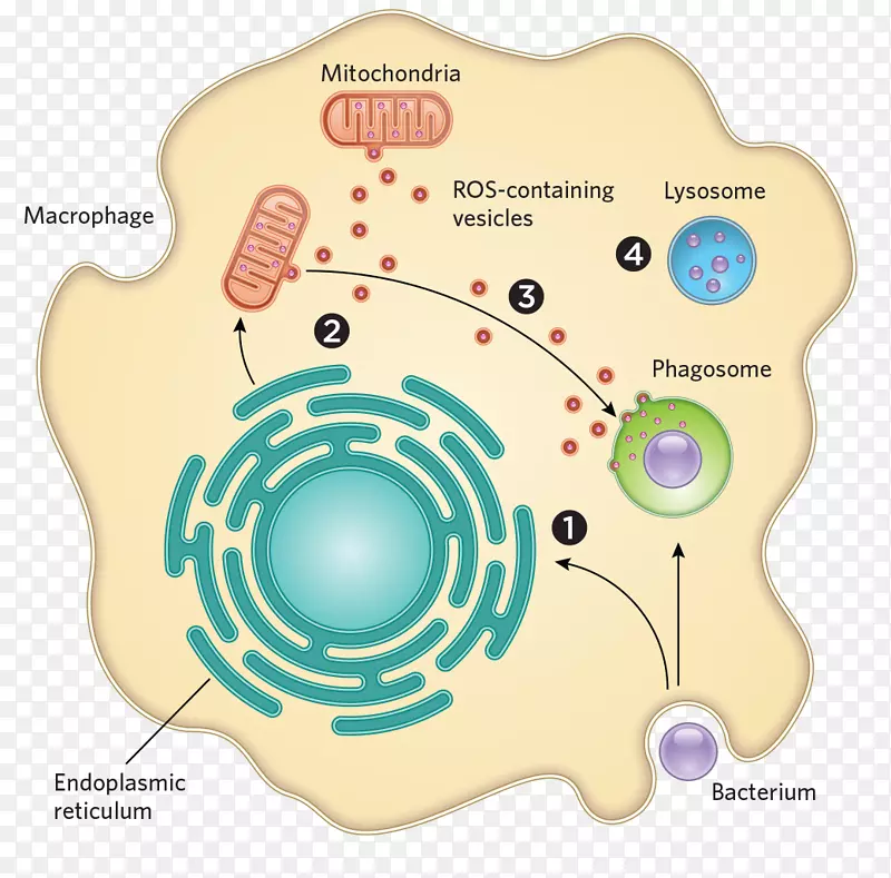 细菌线粒体细胞病原体微生物细菌信息图