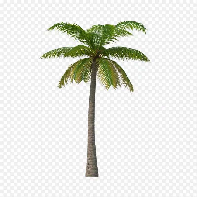 棕榈树png图片剪辑艺术图像槟榔棕榈树漩涡