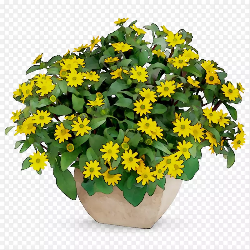 花盆黄色室内植物一年生植物