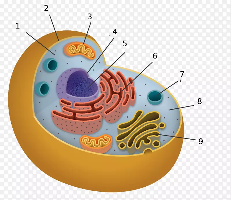 细胞器细胞生物学-细胞质传单