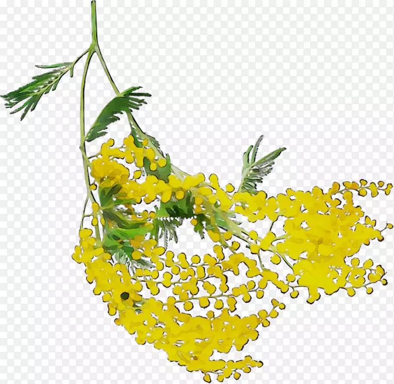 芥菜黄色开花植物含羞草