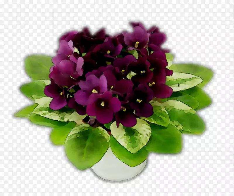 紫草本植物，紫罗兰科