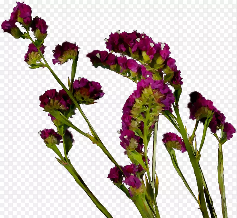 马鞭草一年生草本植物紫红色植物茎