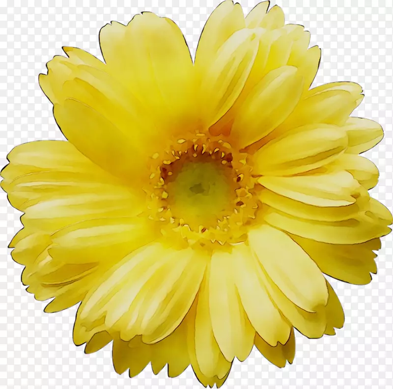 剪贴画png图片图形图像普通雏菊