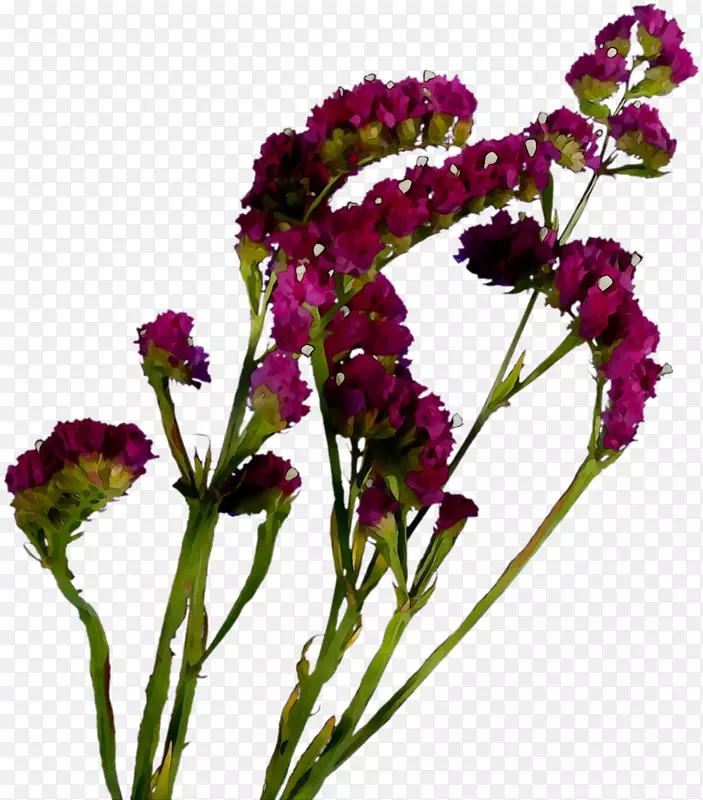 马鞭草花，一年生植物茎