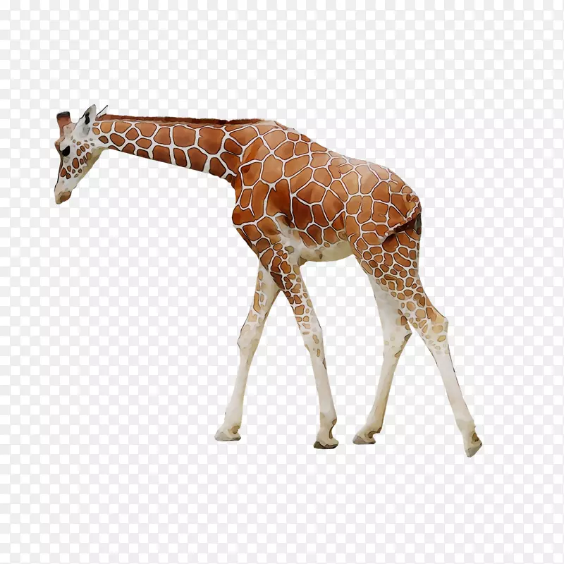 长颈鹿/米/083 vt颈部动物陆生动物