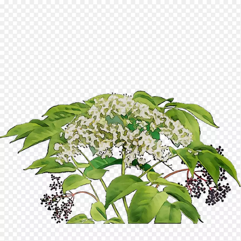 茶袋植物有机茶花茶