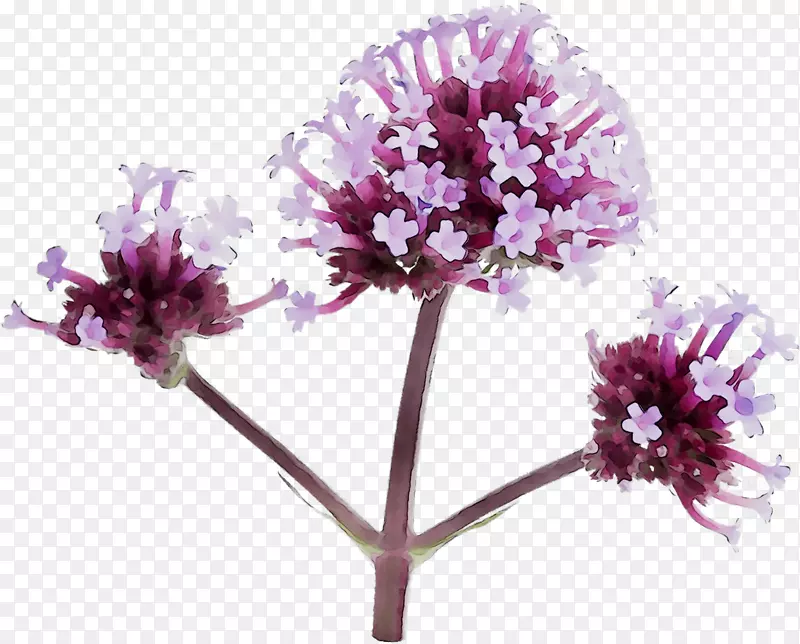 马鞭草植物紫色切花科我投资D.O。