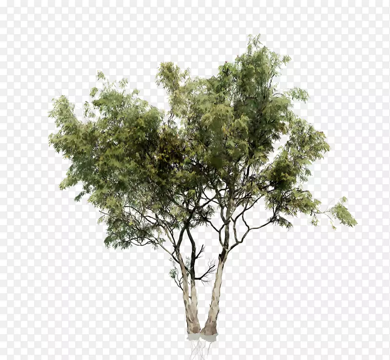 刺槐树png图片图像图