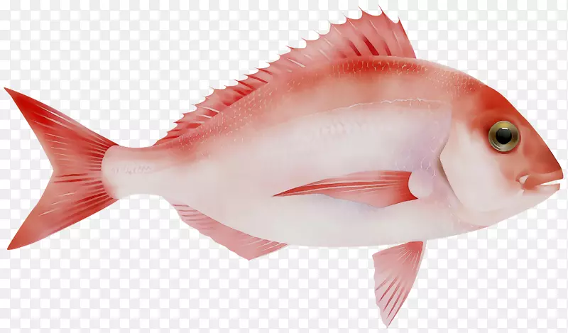 北红笛鲷鱼产品油性鱼类
