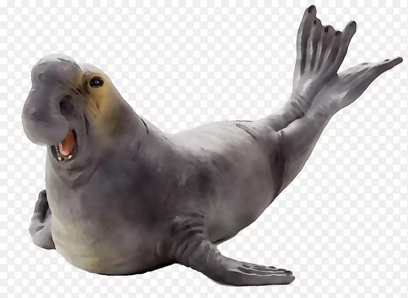 海狮港海豹陆生动物