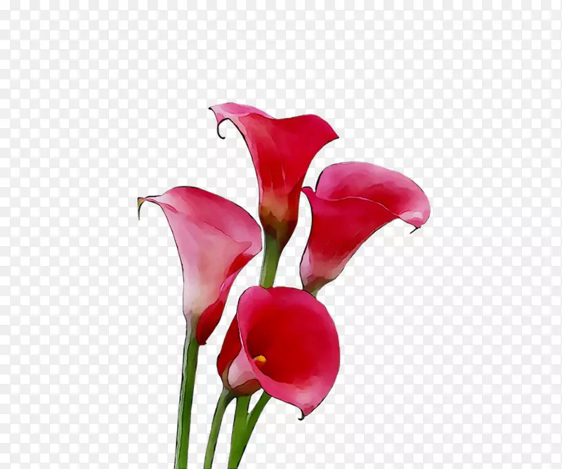 百合切花，植物茎，草本植物，粉红色m