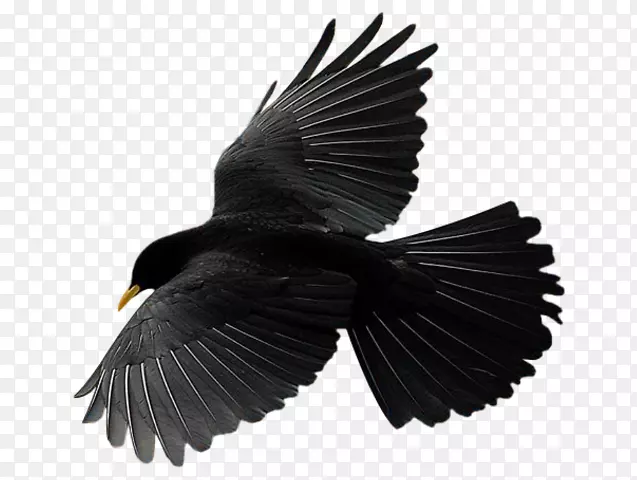 鸟类飞行普通乌鸦图形乌鸦鸟