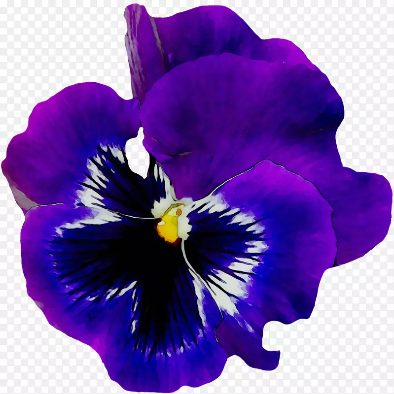 潘西花非洲紫罗兰普通蓝色紫罗兰