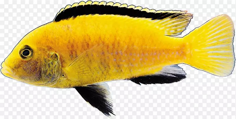 png图片金鱼图像图形.FISH